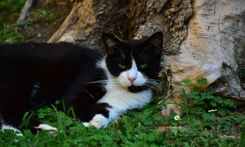 "Chú mèo mất tích" bất ngờ trở về nhà sau 5 tháng khiến cả gia đình sững sờ