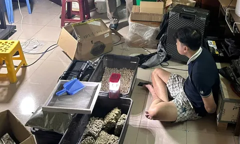 Đột kích căn nhà cho thuê, phát hiện nam thanh niên sinh năm 2003 trồng, tàng trữ, mua bán cần sa quy mô lớn