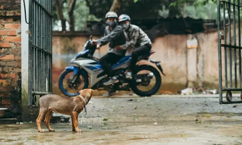 Trộm chó sẽ bị xử lý thế nào?