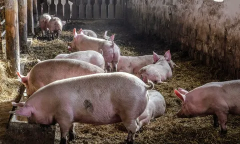 Dùng drone chở lợn, người nông dân khiến cả làng mất điện suốt 10 giờ