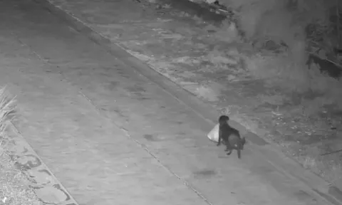 Bị phạt vì huấn luyện chó... đổ rác trái phép