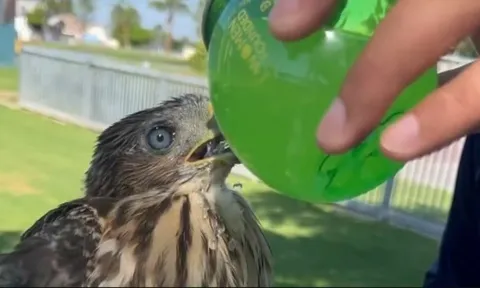 Đi tù vì cho chim ưng uống rượu