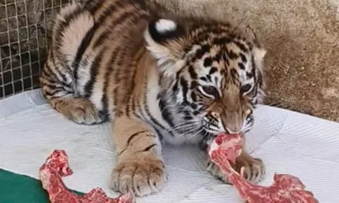 Vườn thú gây tranh cãi sau khi sử dụng video hổ con đã chết để kêu gọi quyên góp