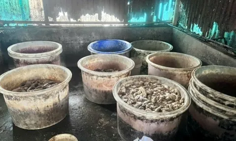 Xử phạt một doanh nghiệp, tiêu hủy hơn 55 tấn lòng, dạ dày và chân gà không rõ nguồn gốc