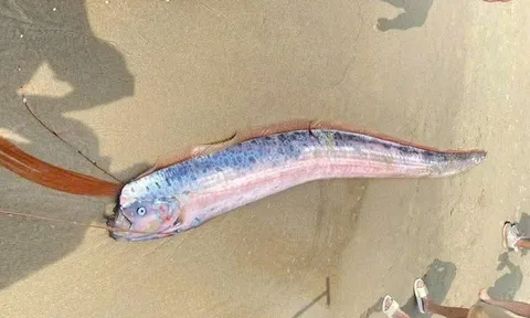 Phát hiện xác cá hố rồng dài gần 2m bất ngờ dạt vào bãi biển Đà Nẵng