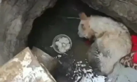 Chú chó được cứu sau 3 năm mắc kẹt dưới đáy giếng sâu 50 mét
