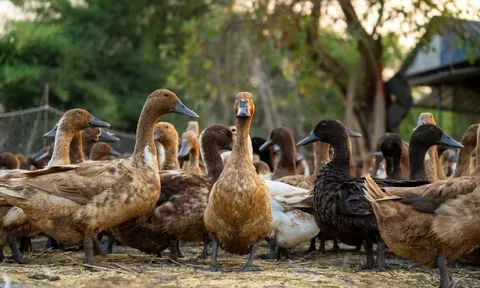 Mổ vịt giữa mùa xuân, người đàn ông bất ngờ phát hiện "kho báu" trong dạ dày