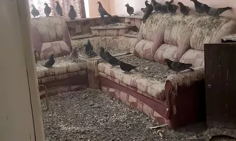 Rời nhà 3 năm, người đàn ông trở về và phát hiện căn hộ đã thành “vương quốc” của bồ câu