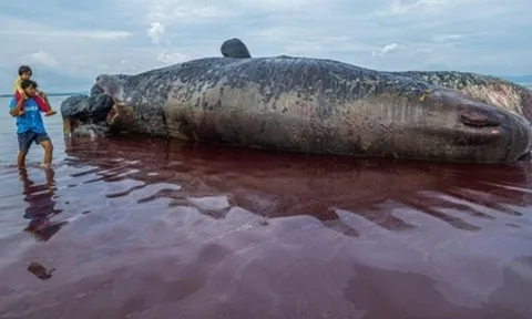 Phát hiện xác cá nhà táng khổng lồ dài 10 mét trôi dạt vào bờ: Cảnh tượng khiến nhiều người sững sờ