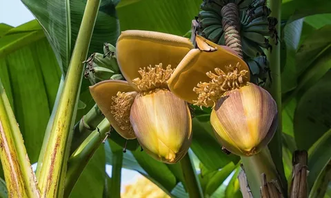 Cây chuối cao ngang tòa nhà 6 tầng, mỗi quả nặng tới 6kg: Giống chuối khổng lồ khiến nhiều người bất ngờ