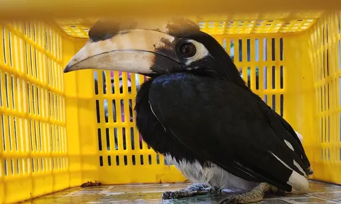 Người dân tự nguyện giao nộp cá thể chim quý hiếm "Cao cát bụng trắng" cho Công an