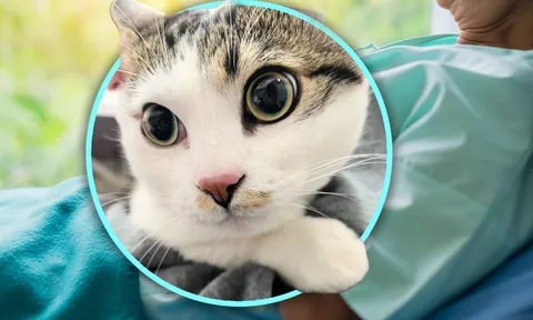 Thấy chiếc lồng mèo bị bỏ trước cửa tiệm, chủ cửa hàng bật khóc khi đọc bức thư bên trong