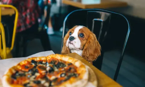 Khách mang chó lên bàn ăn, nhà hàng phải đập bỏ 600 bộ bát đĩa và tạm ngừng hoạt động ngay lập tức