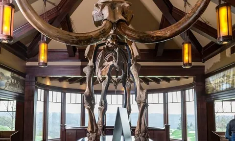 Hai "ông chú" U50 đùa nghịch làm vỡ ngà voi ma mút trị giá 5,2 tỷ đồng