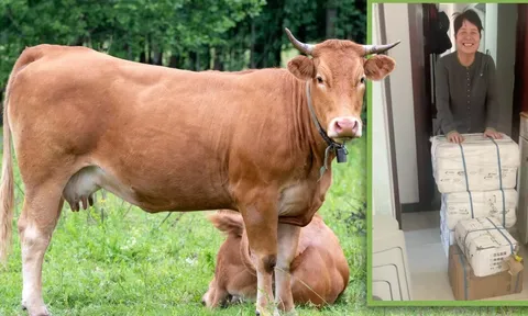 Thương con gái đi làm xa, bố mẹ gửi lên một món quà đặc biệt từ quê nhà khiến ai nghe cũng phải nghẹn lòng