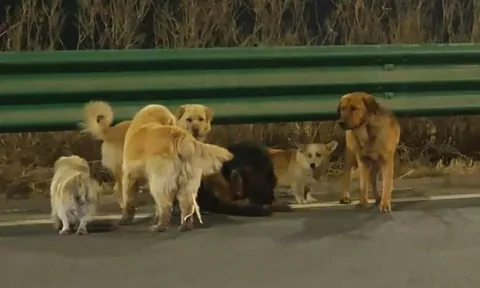 Hành trình 18 km trong đêm của 7 chú chó sau khi thoát khỏi kẻ trộm khiến ai cũng xúc động