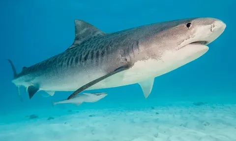 Một nghiên cứu khiến nhiều người giật mình: Cá mập cũng đang phải “gánh” hậu quả từ ô nhiễm môi trường