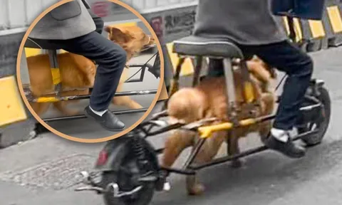 Người đàn ông biến chú chó thành “động cơ sống” cho xe điện khiến mạng xã hội phẫn nộ