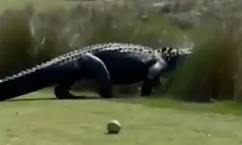 Clip: Khoảnh khắc thót tim khi chứng kiến cá sấu khổng lồ thong thả đi ngang qua sân golf