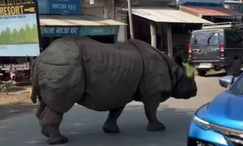 Clip: Đang đứng trên đường thì tê giác khổng lồ tiến lại gần, du khách không kịp phản ứng trước khoảnh khắc bất ngờ