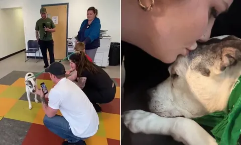 11 năm ròng rã quyết không từ bỏ, cuối cùng người phụ nữ cũng nhận lại chú chó thất lạc của mình một cách kỳ diệu