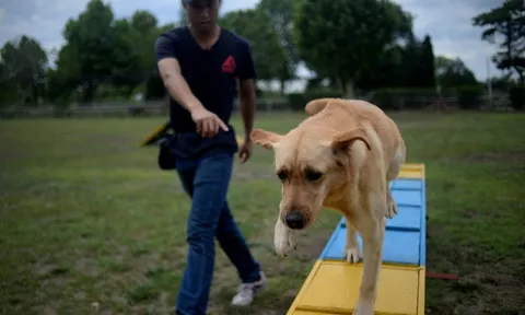 Bận đến mức không có thời gian ở bên thú cưng, cô gái chi hơn 40 triệu mỗi tháng cho chó đi học khiến nhiều người bất ngờ