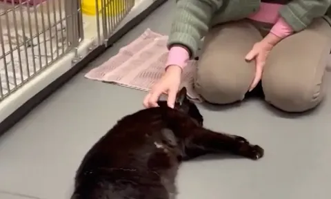 Sau 12 năm lưu lạc, chú mèo vẫn nhận ra chủ ngay khoảnh khắc gặp lại khiến ai cũng rưng rưng nước mắt