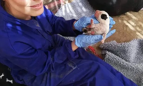 Tưởng đi từ thiện giúp chó hoang, cô gái sốc khi phát hiện mình đang góp tiền cho một “trại tử thần”