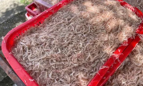 Ngư dân một xã trúng đậm ruốc biển mỗi chuyến thu về 5 triệu đồng