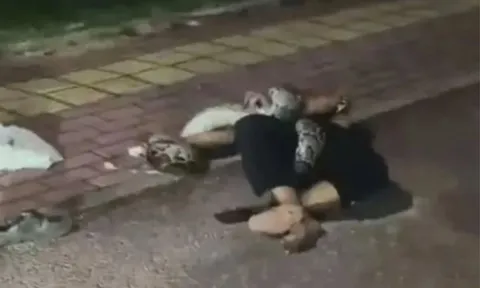 Clip: Ám ảnh khoảnh khắc người đàn ông bị con trăn nặng 30kg siết chặt khi say rượu nằm trên đường