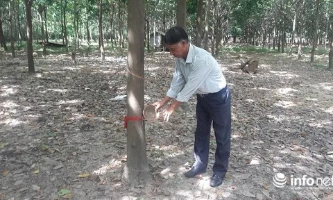 Thương binh nặng làm giàu trên đất ô nhiễm do bom mìn