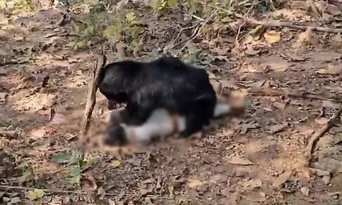 Khoảnh khắc kinh hoàng: Gấu lười sát hại cha con đi kiếm củi, tấn công cả người cứu