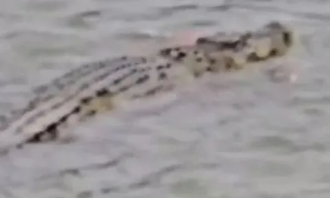 Đau đớn: Cụ ông 80 tuổi bị cá sấu dài 3m ngoạm tử vong khi đang tắm sông