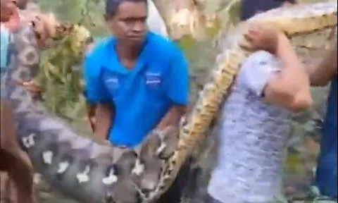 Clip: Người đàn ông 61 tuổi bị trăn khổng lồ tấn công, thi thể được phát hiện bên trong bụng con vật