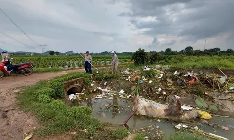 Ám ảnh hàng chục xác lợn chết thả trôi trên hệ thống kênh cung cấp nước ở Thanh Hóa, chưa tìm thấy "thủ phạm"