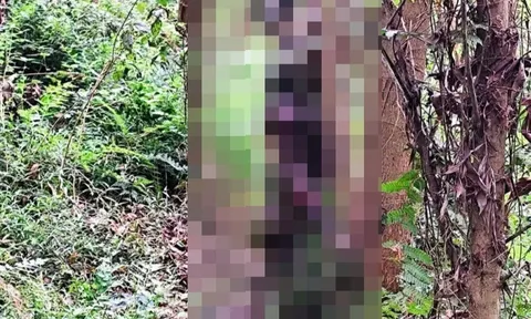 Đi rẫy phát chồi keo, 2 nông dân tá hỏa phát hiện thi thể nam giới ngồi tựa gốc cây ở Gia Lai