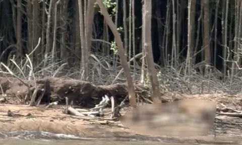 Vụ 2 cậu cháu phát hiện thi thể ở bìa rừng Cà Mau: Thi thể không rõ giới tính, bị mất cả 2 bàn tay, chân, không mặc quần áo…