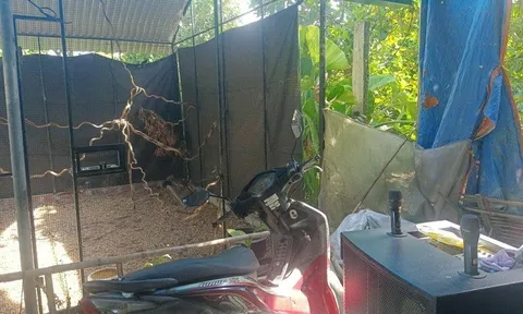 Vụ "gà lôi trắng": Cận cảnh khu chuồng sơ sài nơi anh Thái Văn Thành nhân giống thành công 10 con gà