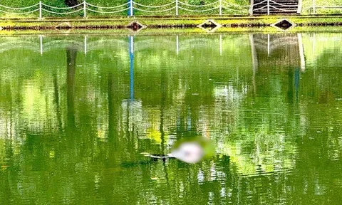 Vụ thi thể có hình xăm cá chép trên mặt hồ công viên ở Gia Lai: Tiết lộ "sốc" về nạn nhân