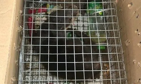 Vì sao Trần Thị Huế bị khởi tố?