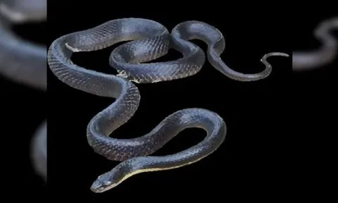 Bị rắn đen tấn công, người đàn ông liều lĩnh cắn đứt đầu con rắn độc và cái kết đáng sợ