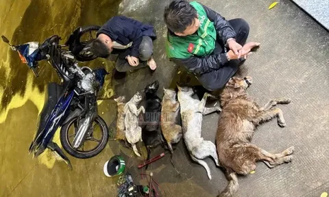 Bắt đối tượng tên Vàng, dùng súng điện trộm chó ở Tây Ninh