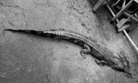 Vụ cá sấu sổng chuồng, cắn thầy giáo ở Tây Ninh: Tiết lộ "sốc" về mức xử phạt đối với chủ con cá