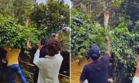 Kịch tính cảnh khống chế rắn hổ mang chúa khổng lồ trên cây, suýt tấn công kiểm lâm