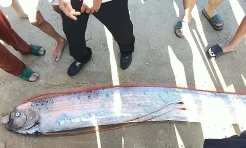 Clip: Con cá thân bạc, vây đỏ dài gần 4m dạt vào bờ biển ở Lâm Đồng, phần đuôi bị đứt