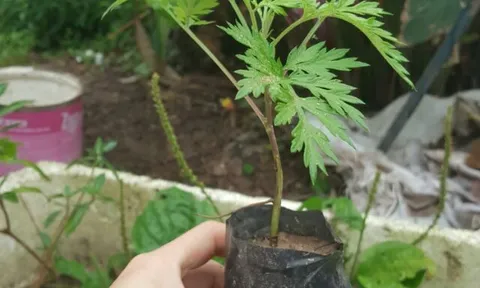 Thứ cây mọc đầy vườn, tưởng chỉ để ăn, ai ngờ lại là “bùa hộ mệnh” cực mạnh trước cửa nhà