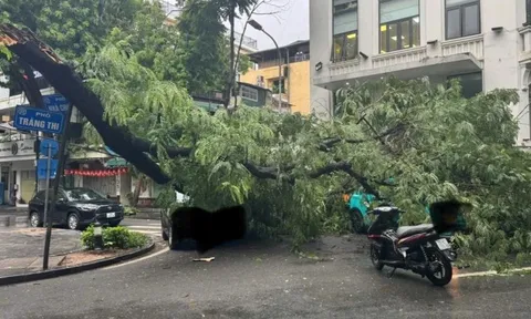 Cây phượng đổ trúng 3 ô tô trên phố Tràng Thi