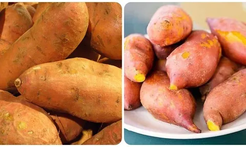 Thực phẩm giá rẻ bị “bỏ quên”: Ăn khoai lang mỗi ngày, cơ thể nhận về loạt lợi ích không ngờ