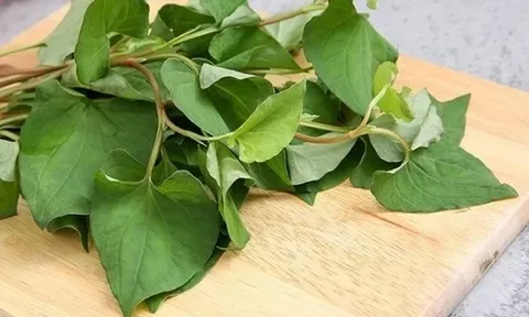 Lợi ích bất ngờ từ rau diếp cá
