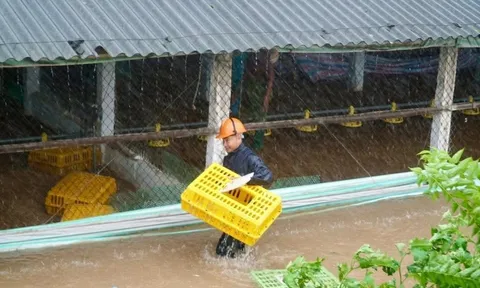 6.000 con gà được đưa đi 'tránh lũ' khẩn cấp